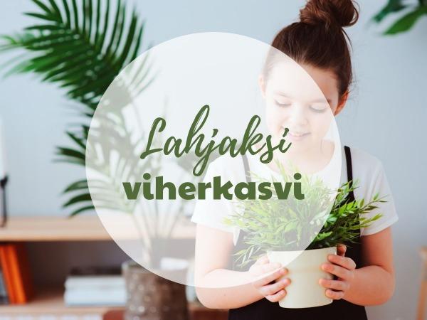 Viherkasvi lahjaksi